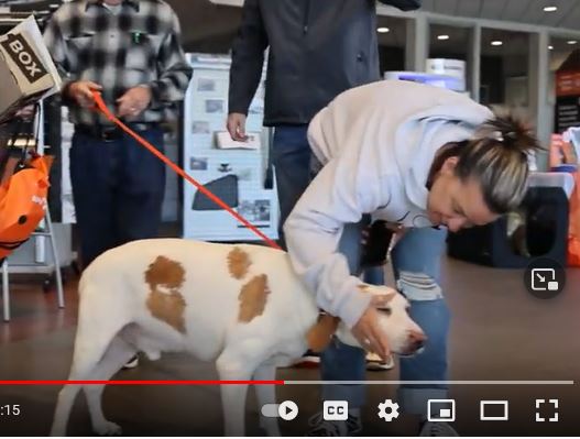 SPCA Adoption Event at CMA’s Subaru of Winchester