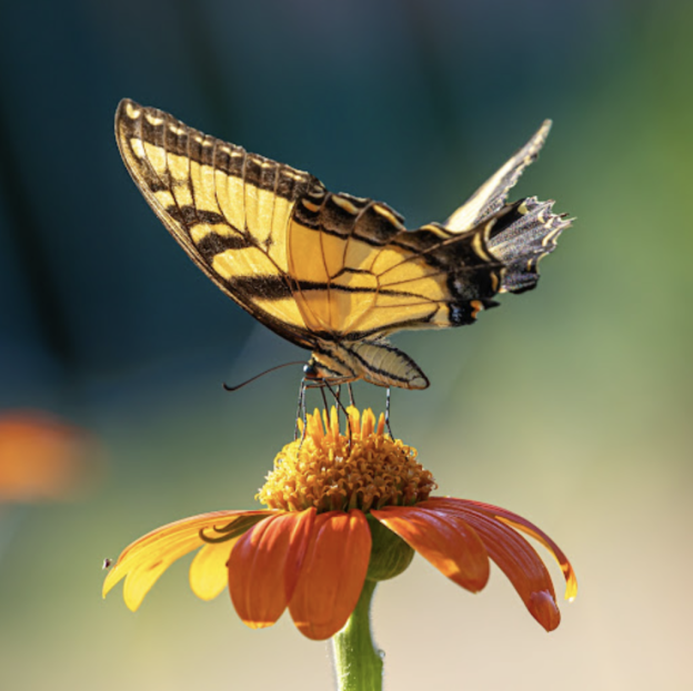 Hello Garden Enthusiasts!