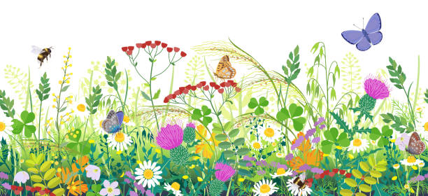 CMA’s Charlottesville Meadow Garden in Full Bloom!