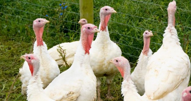 Pumpkins, Turkeys, and IRS Contribution limits!